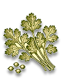 CORIANDER